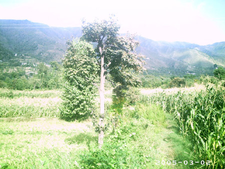 akhtar01 (141)