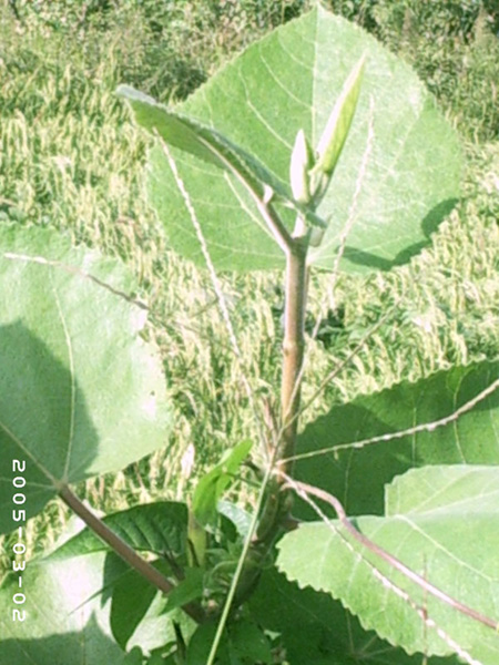 akhtar01 (144)