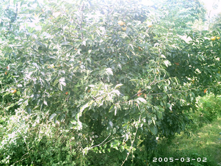akhtar01 (148)