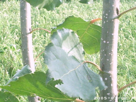 akhtar01 (153)