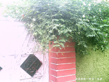 akhtar01 (87)
