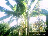 akhtar01 (136)