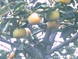 akhtar01 (71)