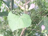 akhtar01 (81)