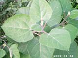 akhtar01 (82)